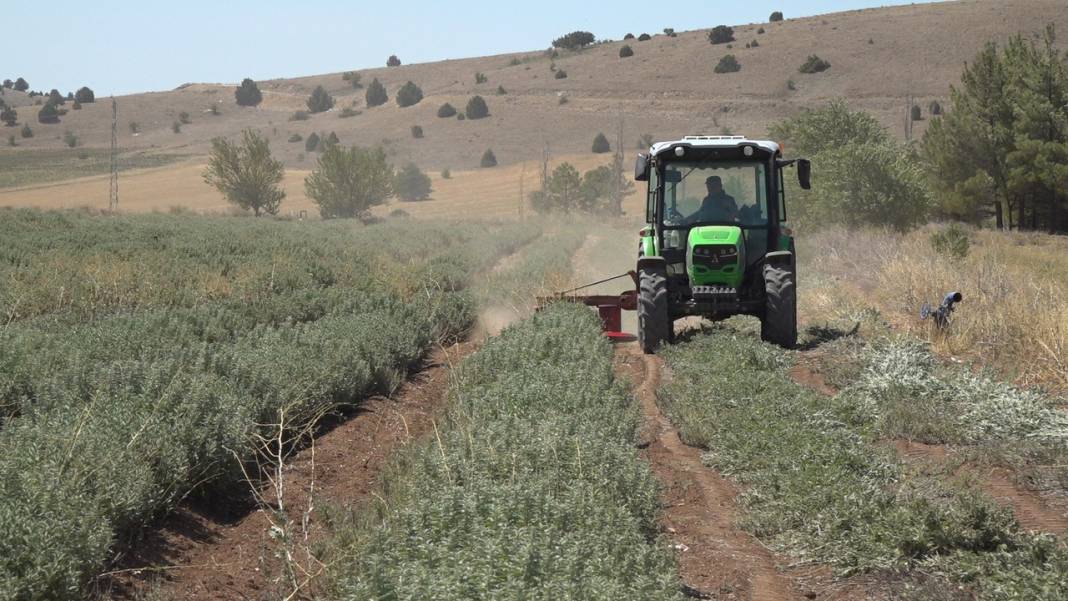 Kurusunun kilosu 40-50 liraya satılıyor: Yağının litresi 1000 lirayı geçti 3